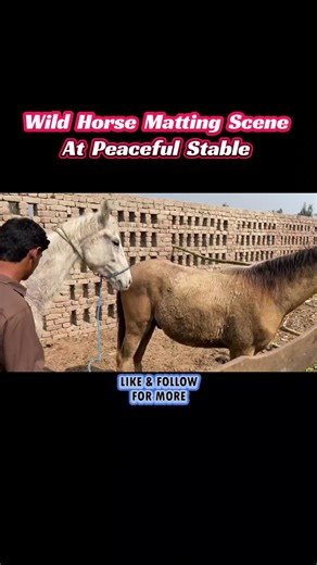 Wild Horse Matting at Peaceful Stable: Part 2