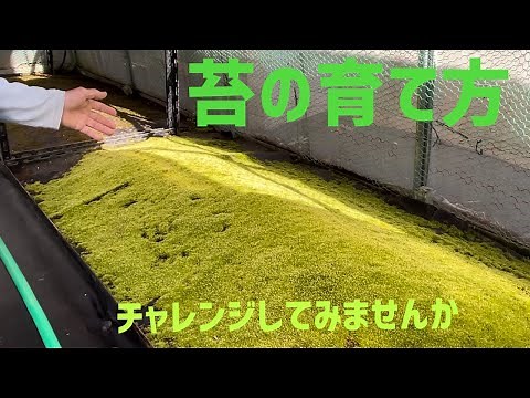 How to grow moss