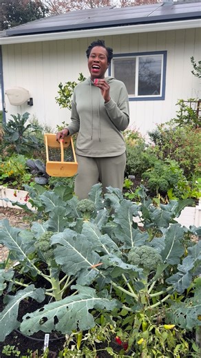 Leota 👩🏾‍🌾 & Mikaela 👩🏼‍🌾 | Let’s broc and roll! 🥦 Broccoli is one of the first large brassica crops that we harvest in our winter garden. We like to grow sprouting... | Instagram