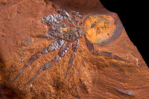 Hallan fósil de araña gigante prehistórica en Australia