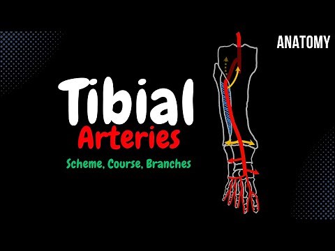 Anterior & Posterior Tibial Arteries Scheme (Course, Branches) | Anatomy