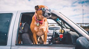 What to do if your dog or cat goes missing (and how to avoid it)