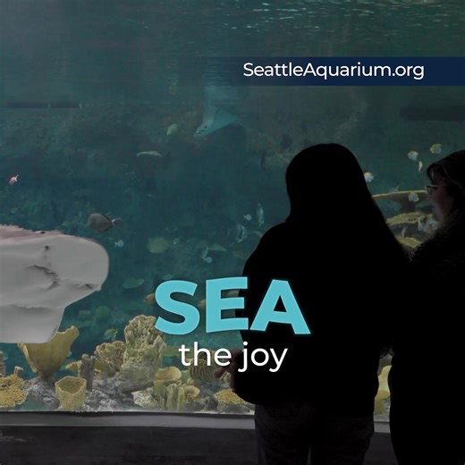17K views | Come SEA what’s new at the Seattle Aquarium—including amazing rays, tropical schooling fish and more at our Ocean Pavilion. | Seattle Aquarium | Facebook