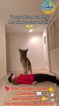 Amazing Dogs Helping Humans 🐕❤️ | Smart & Loyal Moments