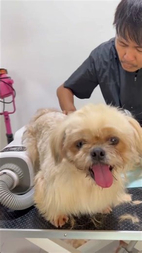 Matted coat make your pet uncomfortable #dog #grooming #petlover #pets #petowner #shorts #fyp