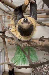 Lighting the two-toed sloth comes in for a close up. Lightning is pregnant and due this summer. | Cincinnati Zoo & Botanical Garden