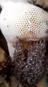 25K views · 1.3K reactions | کوہ سلیمان پہاڑ on Reels | Facebook