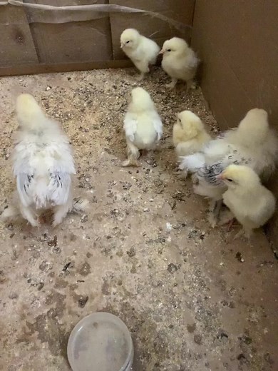 Man dh nangouna 😂😂😂#772055332 #alhamdulillah #hermine #poussin #cochin #elevage #pourtoi