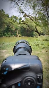 💚 From Last Two Years I'm Using this Sigma 150-600 Mm F/5-6.3 Dg Os HSM Contemporary Lens.. Actually it is my first lens In my photography field and till this day I'm very much satisfied with it according to it's price.. Thank You @sigmaphotoindia For making this budget friendly lens 🙏 . . . . #reelsinstagram #sigmaphotography #sigmaphotoindia #birdphotography #mylovesigma @sigmaphotoindia | Arnab Roy