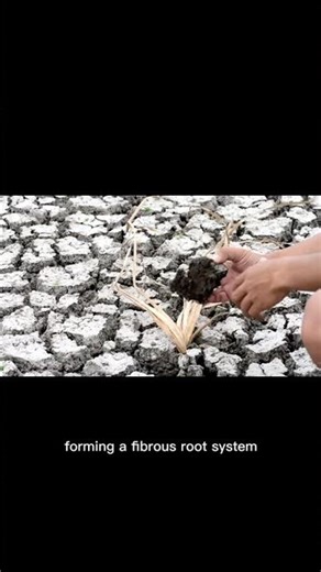 Adventitious Roots Explained Simply