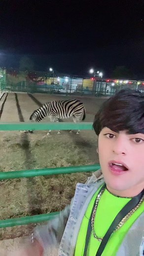 Zebra Grazing in Outdoor Enclosure at Night