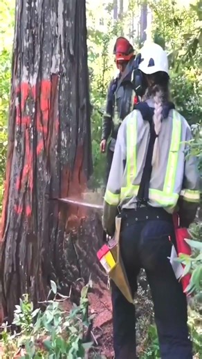 #BeingTree #Forestry #Arborist #TreeWork #Chainsaw #LoggingLife #OutdoorLife #ForestLife