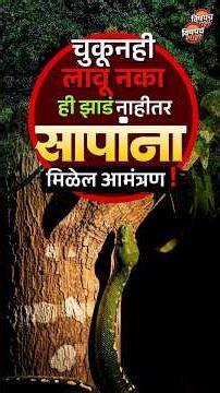 Snake Facts : चुकूनही लावू नका 'ही ' झाडं नाहीतर सापांना मिळेल आमंत्रण ! | Vishaych Bhari