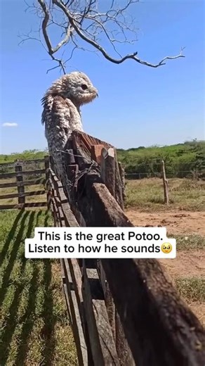 Wildlife & Animals on Instagram: "The great potoo is a nocturnal bird known for its remarkable camouflage, blending seamlessly into tree branches with its mottled plumage. It remains almost completely still during the day to avoid detection. Fun fact: when threatened, the great potoo opens its mouth wide and makes eerie, guttural calls, adding to its ghostly appearance and deterring potential predators. Credit unknown Please DM us for credit #animals #cuteanimals #animallovers #bird #birdlover #