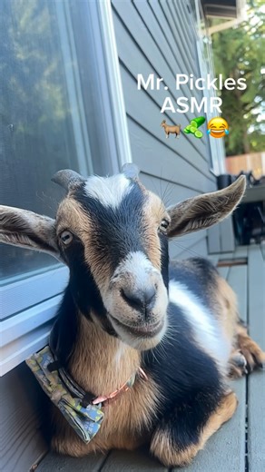 Laycee Gwyther on Instagram: "It’s the crunchies for me! 🐐🥒😂🙌🏻 #mrpicklesthegoat #thegwytherlife"