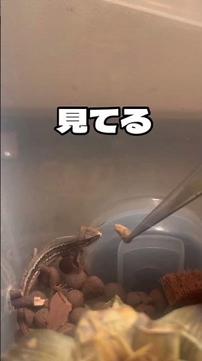 ついに、ピンセットから食べた。【カナヘビ飼育】