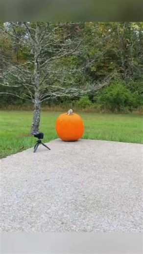 Magic Exploding Pumpkin 😱🎃 #viral #follow #magic #funny #gamer #funnygame #lol #fyd #gamechallenge #happy #family #fun #gaming #fitness #fyp #foryou #usa #HalloweenWithShorts #trending #challenge #love #funtimes #game #games #fungame | Quantell Roberts