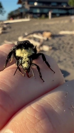 Poor little fella was tired! ￼#bumblebee #beach #naturefacts #insects #howtodraw #bees