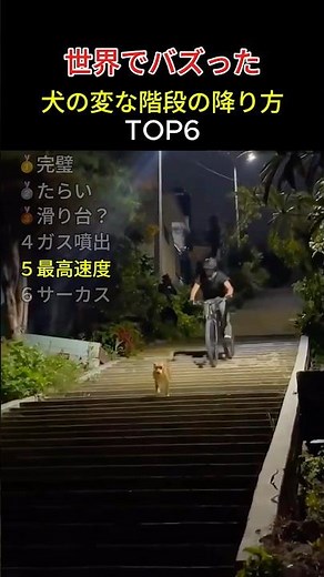 世界でバズった犬たちの奇妙な階段の降り方TOP6 #犬 #おもしろ #かわいい