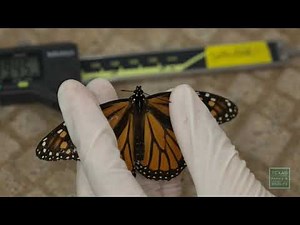 The Monarch Butterfly Is Officially An Endangered Species | KFI AM 640 | LA Local News