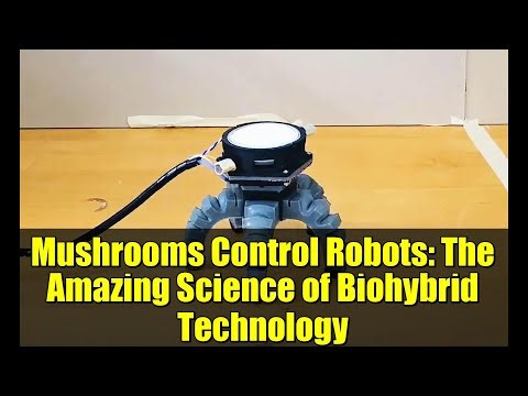 Mushrooms Control Robots: The Amazing Science of Biohybrid Technology