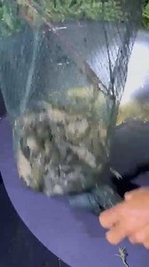 Sampling of Crayfish for Verification Trial in Grow-out biosecured pond, a joint collaboration with the stakeholders SESEP's Farm and BFAR-NFTC | BFAR - NFFTC Organic Aquaculture