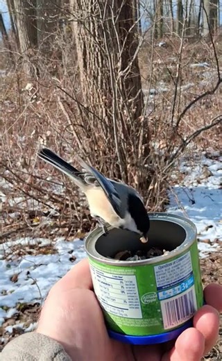 Chickadee Grabs a Snack + Sings Me a Song! #Birds #Handfeeding #Song #Nature #asmr #ytshorts #Shorts