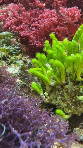 🪸 MosaicMacros 🪸 on Instagram: "🪸 Lots of new growth in our 75-gallon macroalgae display! 🪸 Visit us now at www.MosaicMacros.com! #macroalgae #algae #coral #reeftank #reef #reefkeeping #saltwatertank #saltwater #marinetank #softcoral #reefaquarium #aquarium #saltwateraquarium #reefaddict #coralreef #reefers #plantedtank #fishtank #reeflife #eatsleepreef #reefer #reefbuilders #fish #marineaquarium #saltwater #sps #aquariumhobby"