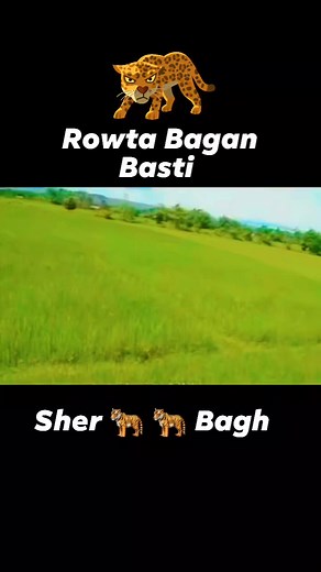 #tiger #sher #bagh #rowta | Mainuddin MB
