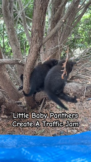 Little Baby Panthers Create A Traffic Jam! #kittens #kittenlove #kittenlife