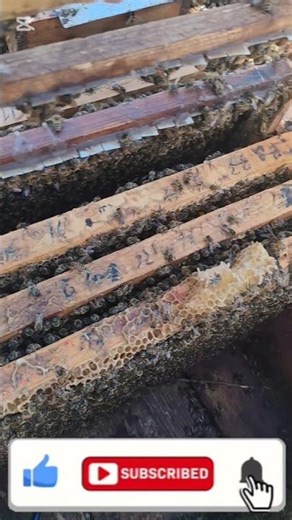 Inside the Hive: A Closer Look at Our Busy Bees!#beekeeping #honeybee #bees #nature #apiary #honeyco