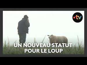 Un nouveau statut pour le loup : son niveau de protection est déclassé par l'Europe