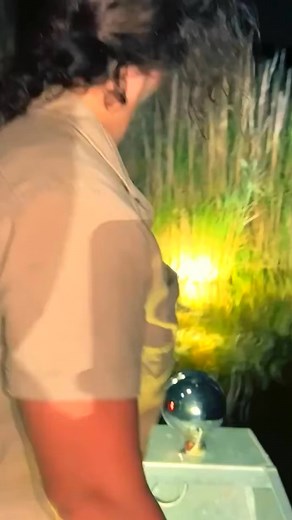 3.1K views · 78 reactions | Wild Gator swimming in the Everglades朗 | Natural Mix | Facebook