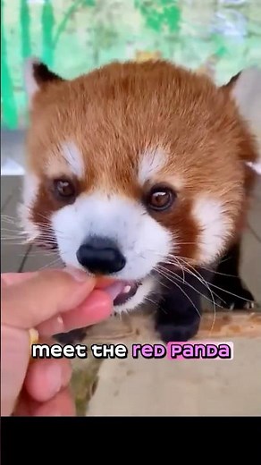 Meet the Adorable Red Panda! Fun Animal Facts #redpanda #animals