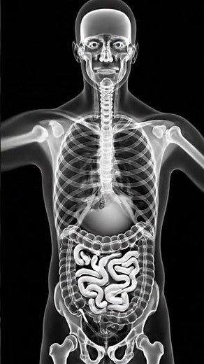 How You Swallow Food Without Choking😲#animation #digestiveprocess #shorts #facts
