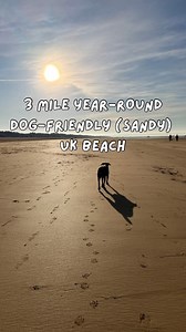 I’ve never seen a UK beach this big 🌊🐶 📍 This is Saunton Sands. The kind of beach where you arrive and can’t quite believe it’s so dog-friendly… 💛 3.5 miles of sandy beach 🐶 Dog-friendly all year round, with no restrictions 🌾 Sand dunes made for zoomies 🌊 Shallow water stretching out for paddling Piccolina literally didn’t know where to run first 🤩 We went earlier this year (yes, those blue skies were in winter) and it felt calm, spacious and almost endless. I can’t speak (yet) for how b