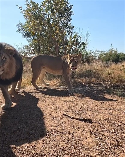 46K views · 3.2K reactions | How to Take a Lion to the Vet You can watch the full video here: https://youtu.be/AYAxMNaV8Qk #cat #wild #fun | Kevin Richardson | Facebook