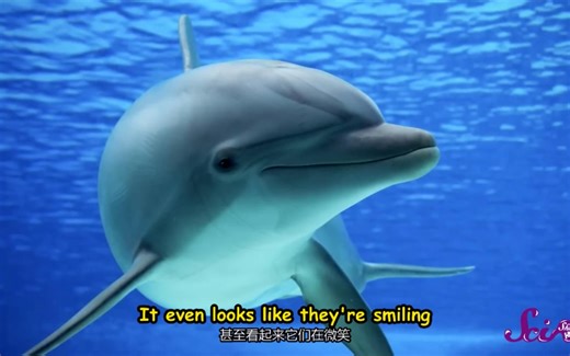关于海豚你不知道的 Dolphins Are Awesome Scishow Kids
