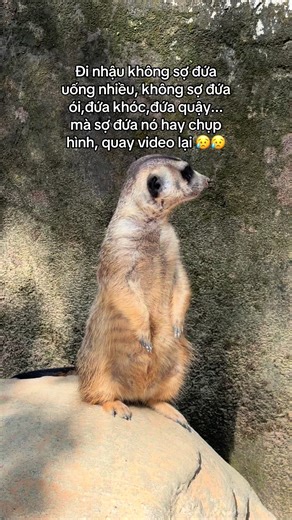 Khám Phá Tour Nhốt Người Thả Thú Tại VinWonders