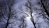 Bare trees in sunny spring weather, bare deciduous trees without...