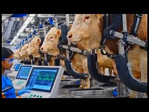 Inside a Bull Slaughterhouse: How Meat is Processed and Packed