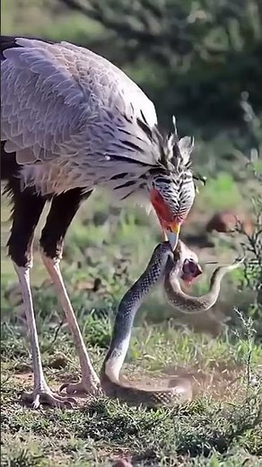 Boxing secretary bird vs Snake fighting survival#wildlife #snake #nature #bird #