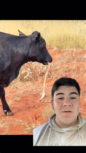 Cassandra | Travel Zoologist 🦧🌎🐾🦥🌿 on Instagram: "Here’s the truth: Animals don’t follow human-made diet labels. Herbivory is a spectrum, not a strict rule. 🌿 Deer, our classic “herbivores”? They’ve been filmed eating baby birds and animal remains. 🐄 Cows will chew bones when they’re mineral deficient. 🦜 Parrots eat clay and insects for essential nutrients. 🐇 Rabbits re-eat their own droppings to finish digesting plants. This doesn’t make them carnivores — it makes them survivors. Anima