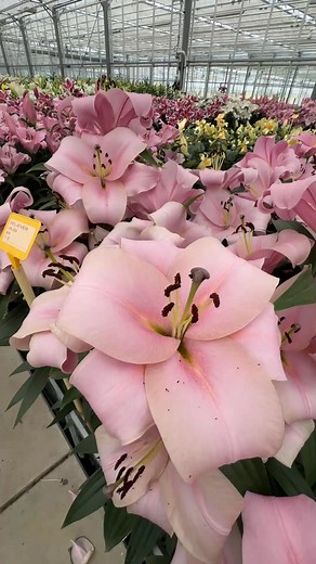132K views · 8K reactions | Such beauty can grow in your flowerbed! ✅ Order exclusive lily bulbs directly from the growers at Dutch-Bulbs.com (link in BIO) #lilium #lily #lilies #lilyflower #lilybulbs #lilyfield #springlily #lilybouquet | DUTCH-BULBS.COM | Facebook