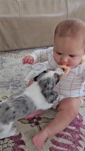Dog Steals Baby's Pacifier in Hilarious Moment