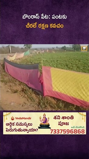బొంరాస్ పేట: పంటకు చీరలే రక్షణ కవచం