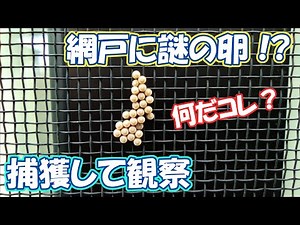 キモ注意!!網戸にリアルな卵が貼り付いていたので、捕獲して観察してみた。