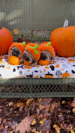 Cutest little pugkins in the patch… 🤭🎃🎃🎃🍁🍂 #thetriplets @pugdashians #JoJo #patty #charlie Pugs and Kisses | Pugs and Kisses