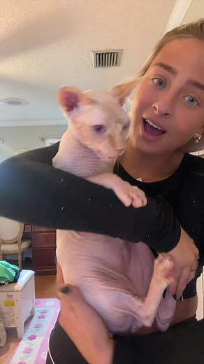 Caring for a Sphynx Cat: Affectionate Moments