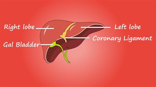 Brain, Think, Nervous System